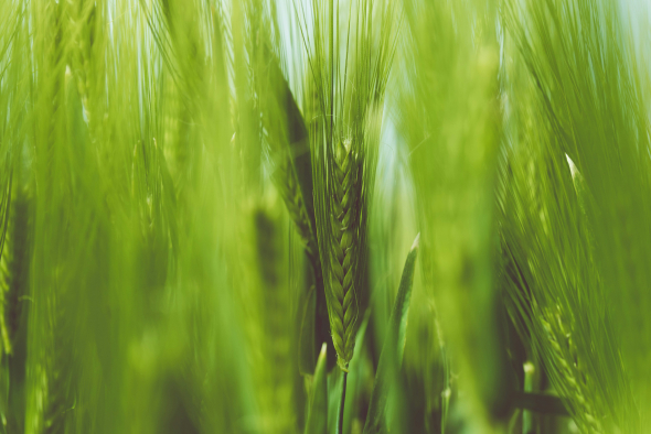 A close-up image of vibrant green barley in a field. The focus is on one prominent barley head in the center, surrounded by a blur of lush green stalks swaying gently, creating an overall serene and naturalistic scene.